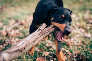 How to lower your risk for a dog bite insurance claim in Salt Lake City