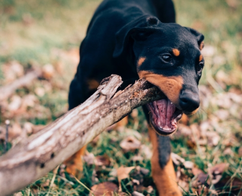 How to lower your risk for a dog bite insurance claim in Salt Lake City