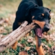 How to lower your risk for a dog bite insurance claim in Salt Lake City