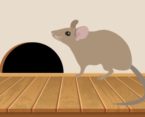 How to prevent rodent damage in your Salt Lake City home